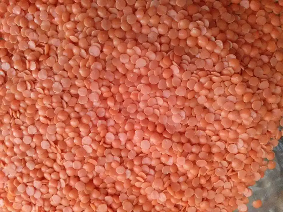 Органическая садовая разделенная красная линзовая (Masoor