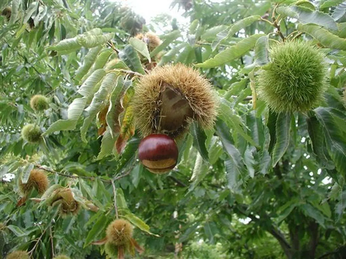 chestnut6.jpg