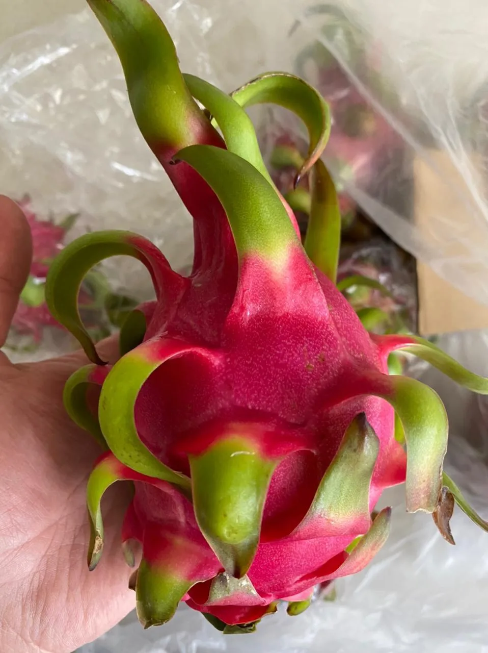 
[Hot] HASU Best Price New Crop Red Dragon Fruit Shipping From Vietnam With High Grade 2021 
