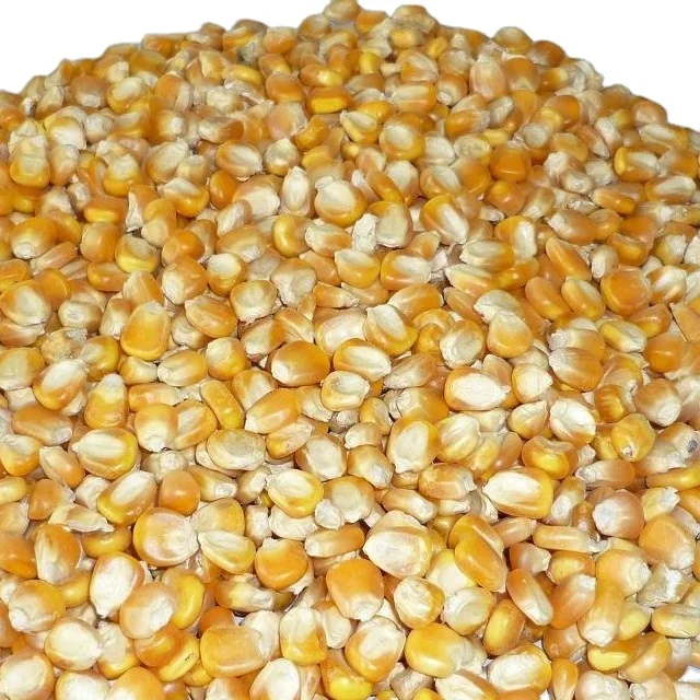 Корм для животных: желтая кукуруза