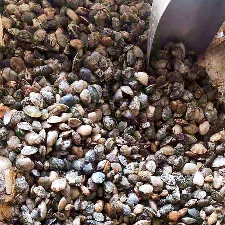 Thailand shellfish frozen or refrigerated bulk fresh oysters
