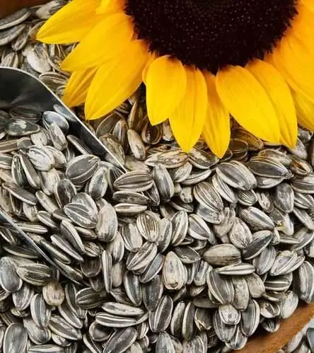 Sunflower Seeds Sunflower Seeds For Sale Refined Quality
