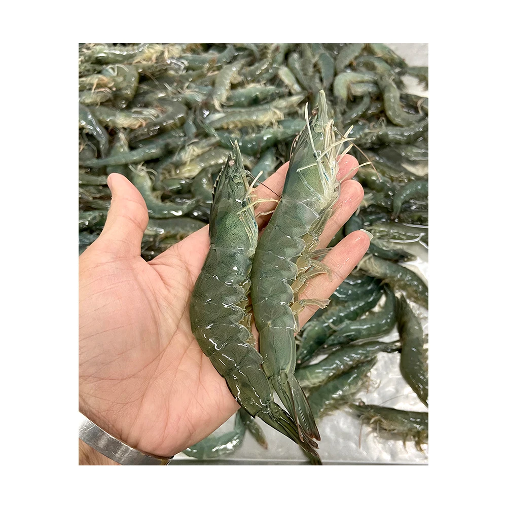 
500gm Seasonal Large Emerald Prawns Have Sodium Free And Chemical Free Shipping From Malaysia 
