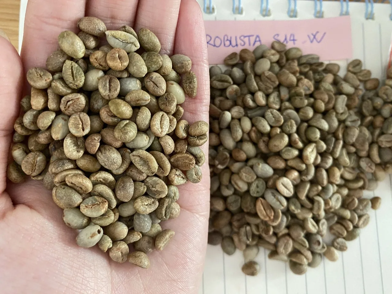 WASH POLISHED ROBUSTA COFFEE BEANS VIETNAM SCR 16 - TRACY CAO +84 969 800 854