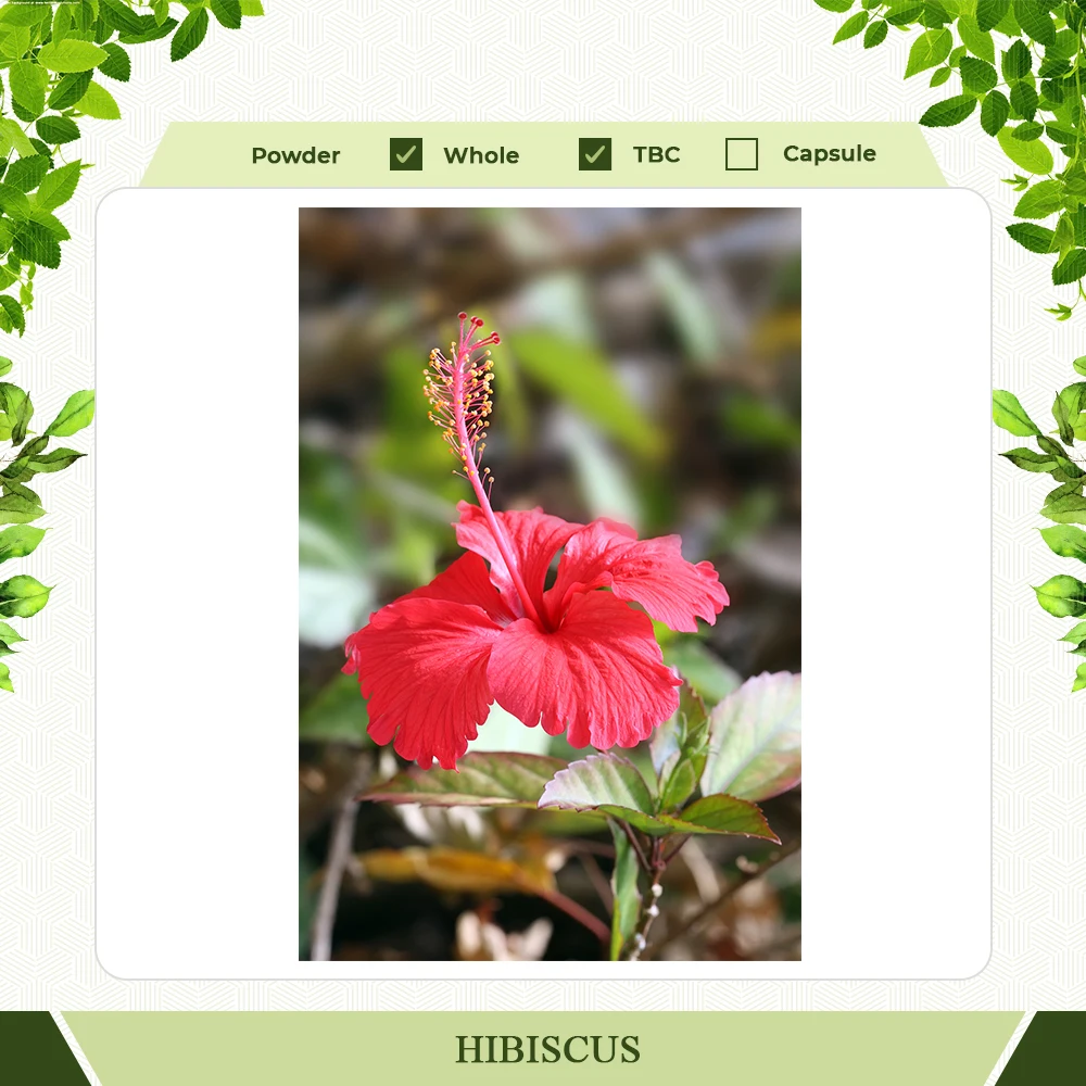 100% чистый и натуральный цветок гибискуса, сделанный из высококачественного травяного чайного пакетика, вырезанный на 24 месяца