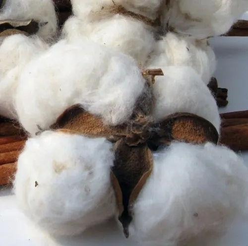 Buy 100% raw cotton 100% organic cotton Raw Cotton Fiber-100% Organic