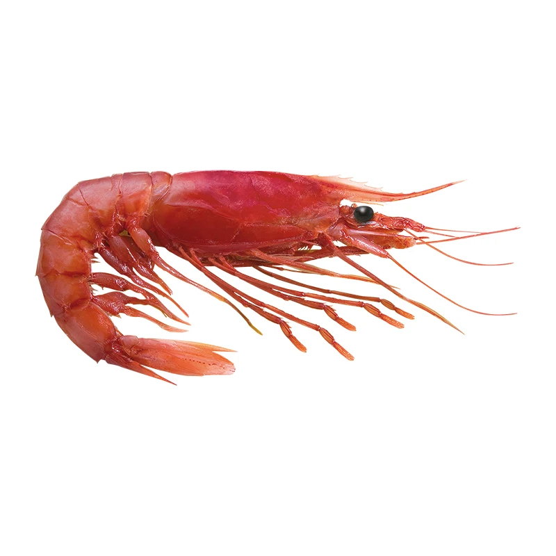 Red Shrimp