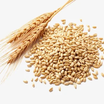 
Best Quality Soft Milling Wheat for Sales / Wheat Grain For Animal and Human Feed 