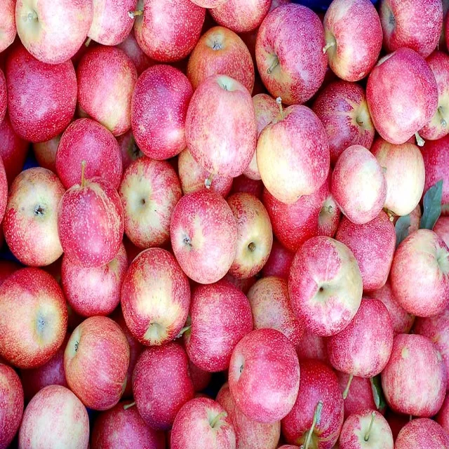 Fresh Apples Red Fuji Green Golden delicious Apples, Royal Gala Apples, Granny Smith Fresh Apples