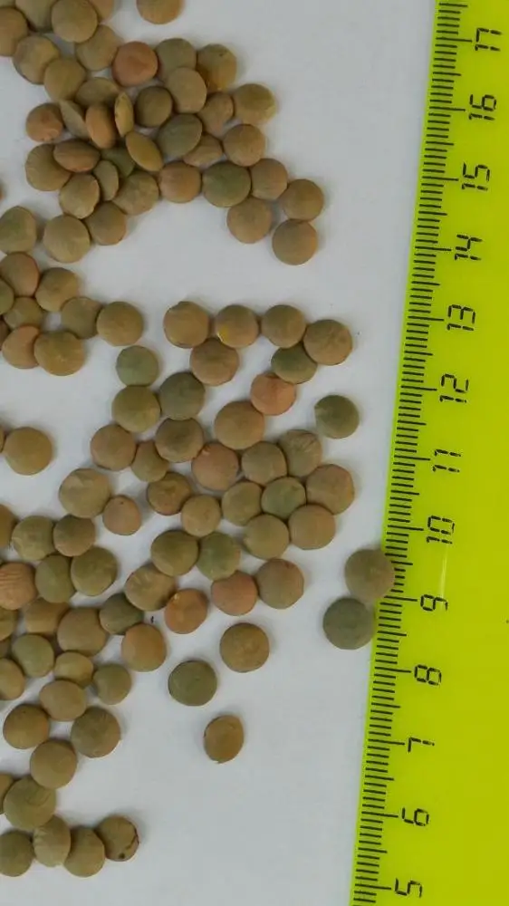 
Green lentils of Russian origin 