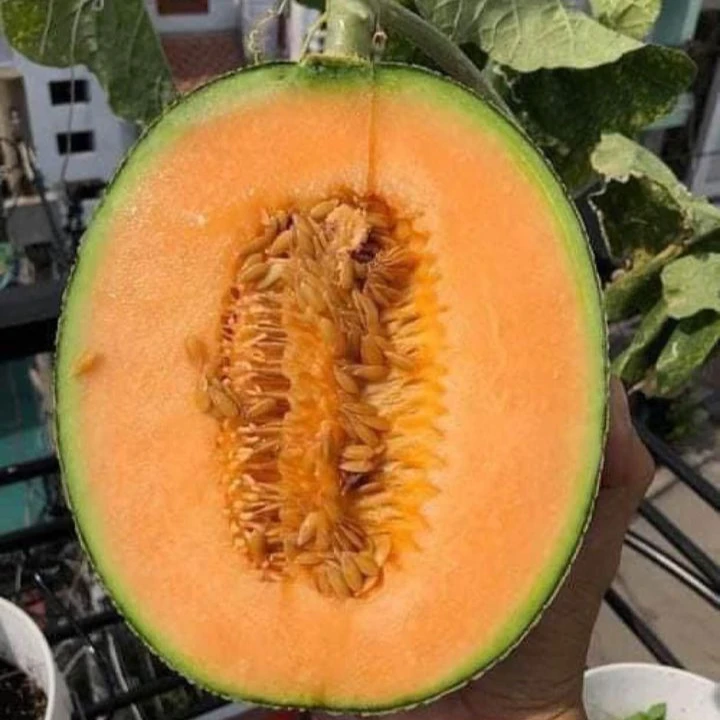 
Available Fresh Melon Exported Large Quantitys Premium Cantaloupe Taken Care By Japanese Standard Procedure 