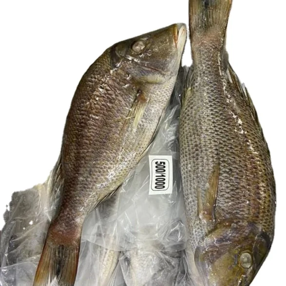 Замороженная императорская голова на вытянутой шкале от экспортеров морепродуктов из Индии с лучшим качеством и количеством рыбы