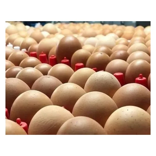 Свежие куриные настольные яйца и удобрённые инкубационные белые