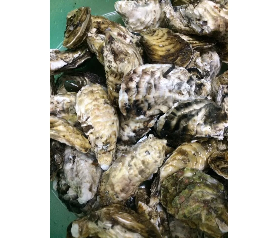 
Frozen Pacific Oyster Intestines Best Seafood From Vietnam 