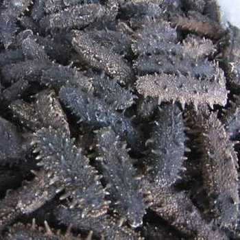 2021 Dried Sea Cucumber / White Teat Sea cucumber / Black Sand Sea cucumber