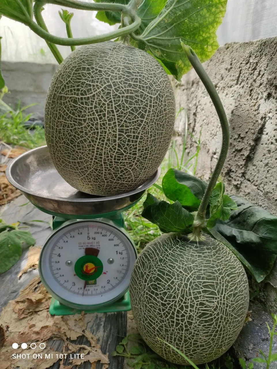 
Fresh catanloupe melon seeds 