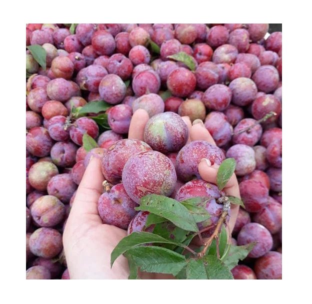 New Harvest Plums Vietnam Fresh Plums Red shell Fresh Fruit Production Of Non-toxic Wholesale Suppliers