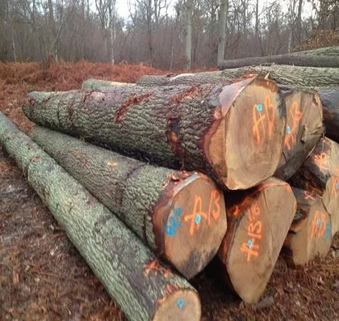  Eucalyptus timber logs and