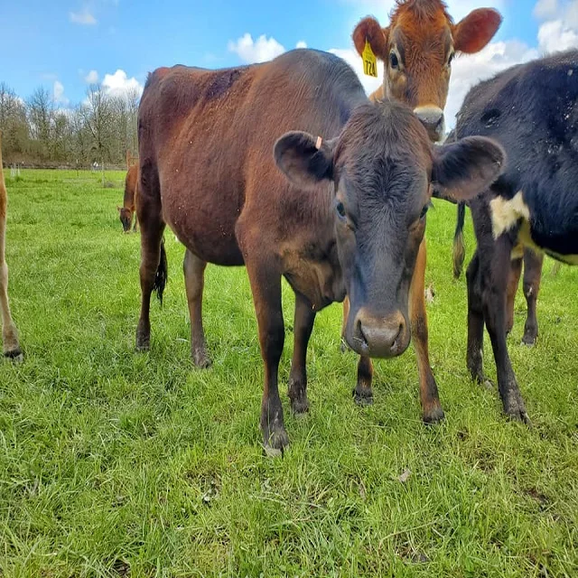 Calves Brahman Bulls Pregnant Brahman Cattle Cows - Buy in bulk