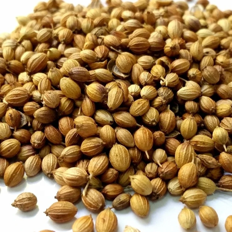 Индийские экспортеры семян кориандра