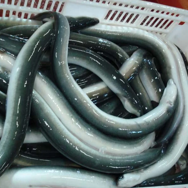 
 Замороженная рыба угорь различные хорошего качества вкусные морские кусочки резка замороженный конгер рыба угорь  