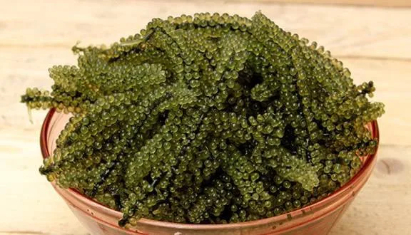 BEST PRICE SEA GRAPES SABUDO IN VIETNAM/UMI-BUDOU SEAWEED OR GREEN CAVIAR HEALTHY SEA FOOD OR SEA GRAPES/Amy +84 383 655 628