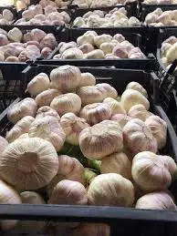 100% Natural Egyptian Fresh Red Garlic for export worldwide