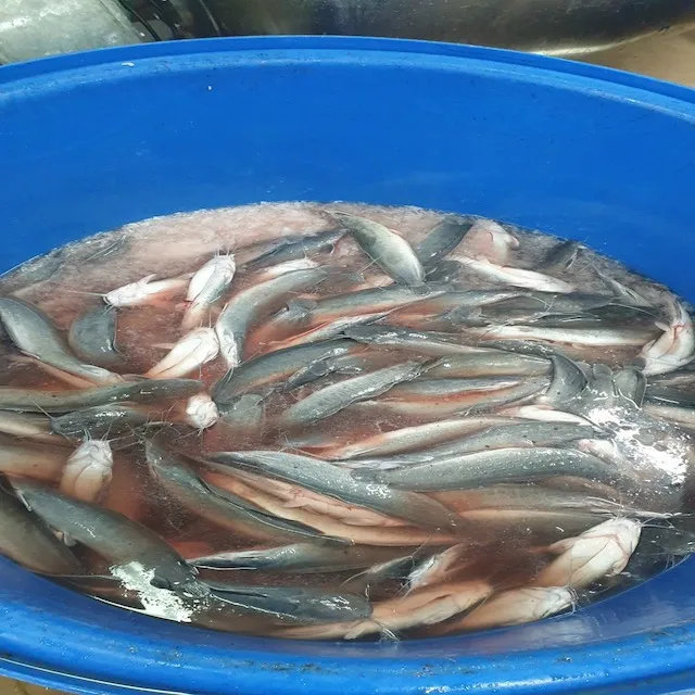 Good Sale Export Whole Round 1- 2kg Land Frozen Catfish