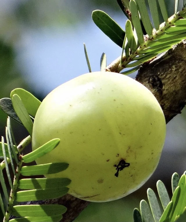 
Fresh India Gooseberries Fruit Emblica High Vitamin c Quality Tropical Fruit Hot Selling Thailand Fruit Export 