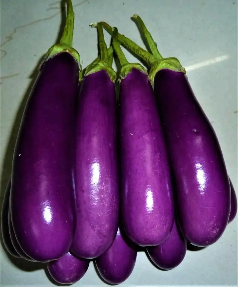 
Brinjal Hybrid Kiran Seeds 