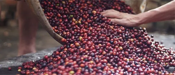 Кофейные продукты Langbiang Craft, 1 год, органические жареные кофейные легкие жареные семена арабики с 8 вкусами