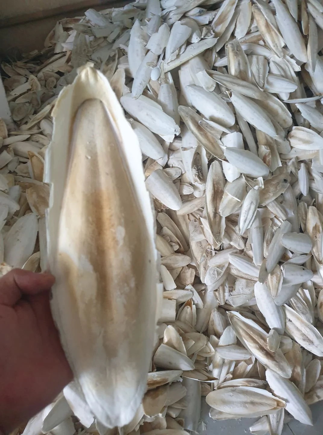 Оптовая продажа костей для морской Слепки корма птиц 84 896674503