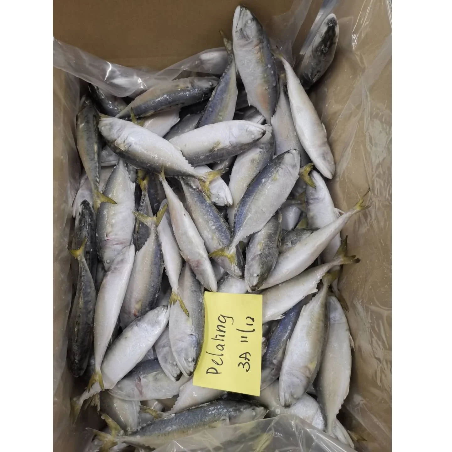  Замороженная цельная круглая короткотелая скумбрия срок годности 24 месяца для продажи из