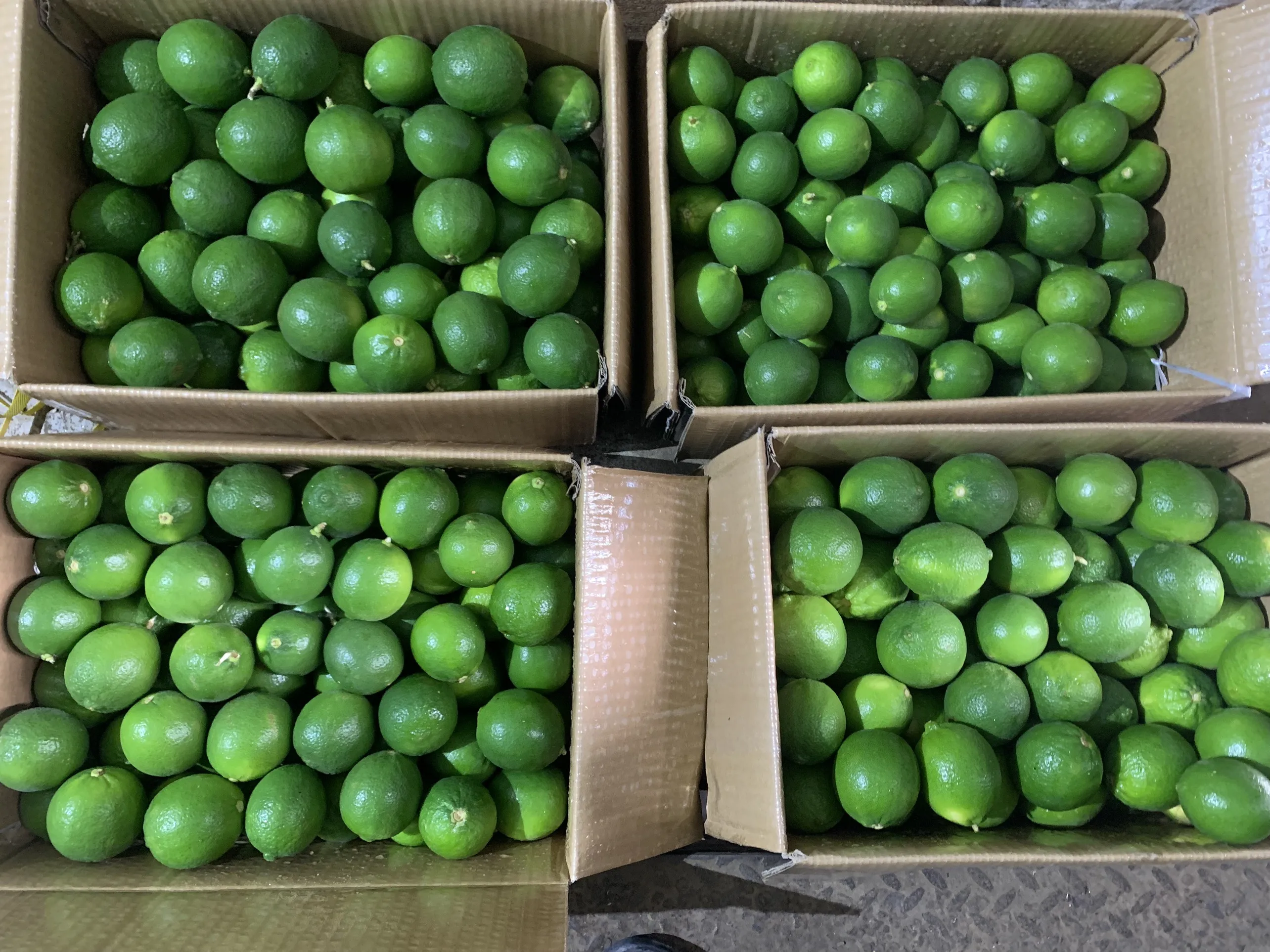 Year Round Lime seedless Viet Nam Fresh Lemon bulk Cheap price OEM/ODM custom package
