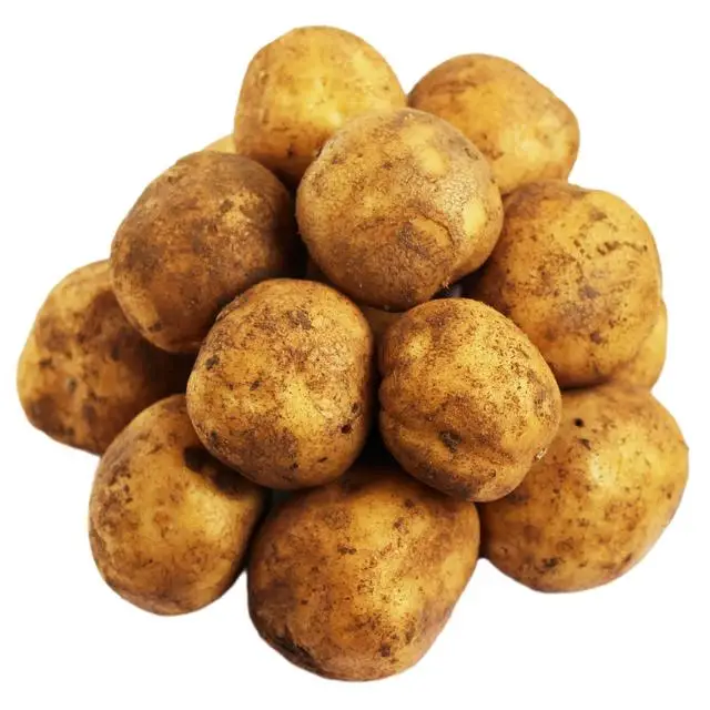 Свежий картофель для продажи/свежий ирландский экспорта из Великобритании