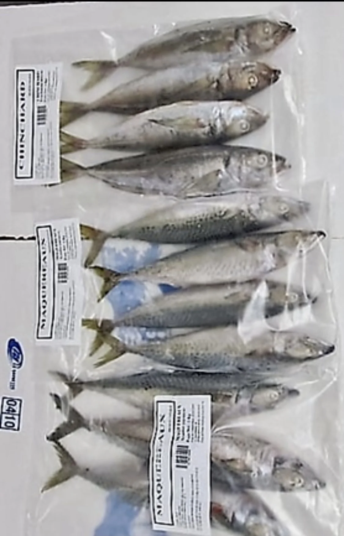 Olig European Pilchard Whole sardine brands from Morocco for sale