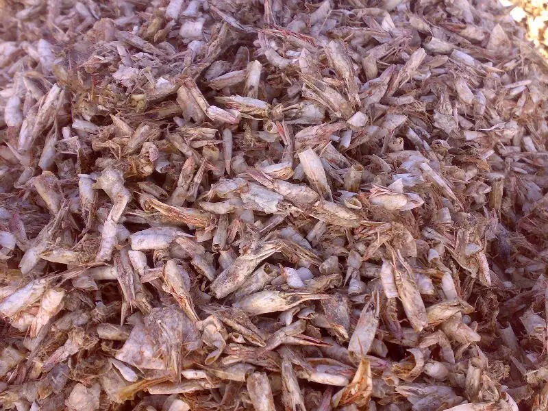  low price dried shrimp shell meal waste powder with good and top quality for animal