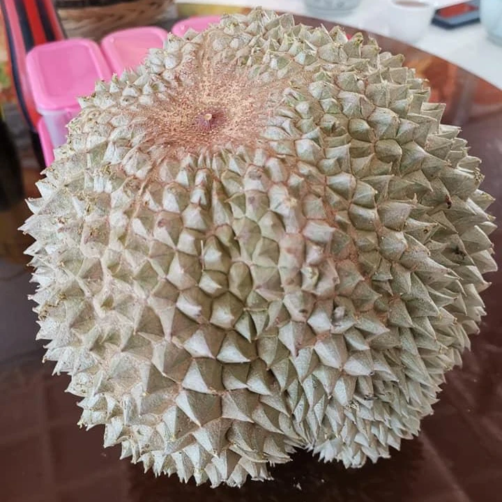 Penang Fresh Black Thorn Durian