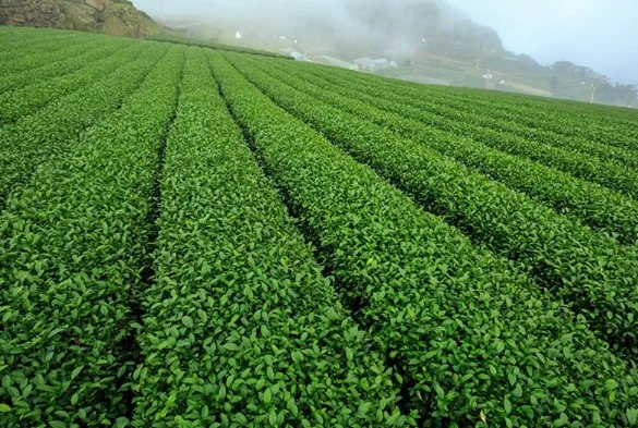  Тайваньский высокогорный чай с пакетами китайский органический высококачественный нового сезона