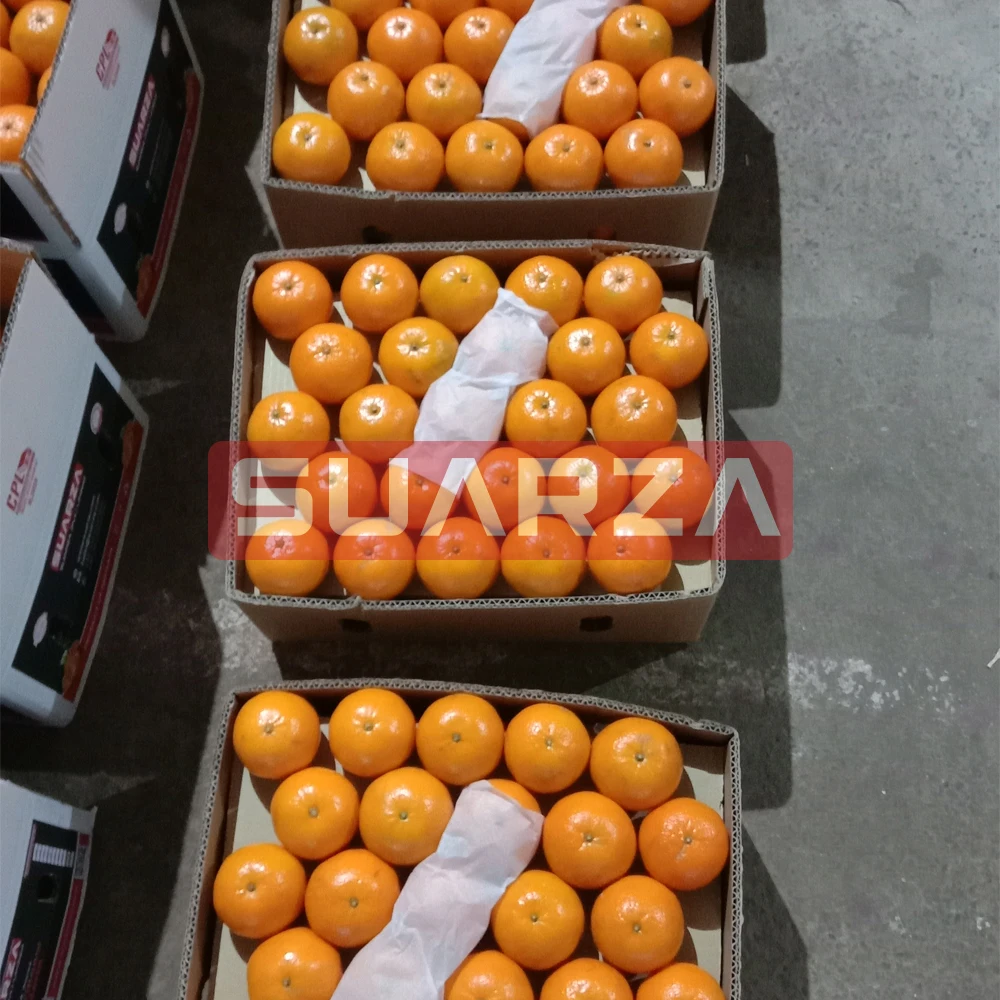 Certified Fresh Orange exporter In Pakistan