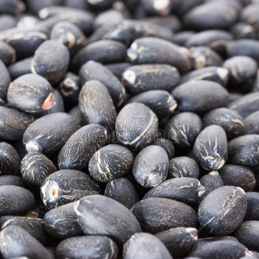 
HIGH QUALITY Dried Jatropha Seeds for Sale 