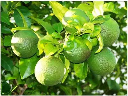 Fresh mausammi fruit sweet-lime worldwide supply from India