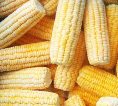 Wholesale Bulk IQF Frozen Sweet corn