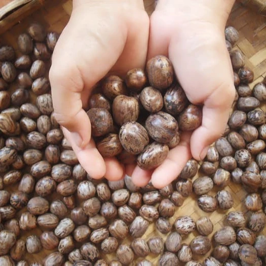 
Best and high supply of natural dried rubber seeds for sale 