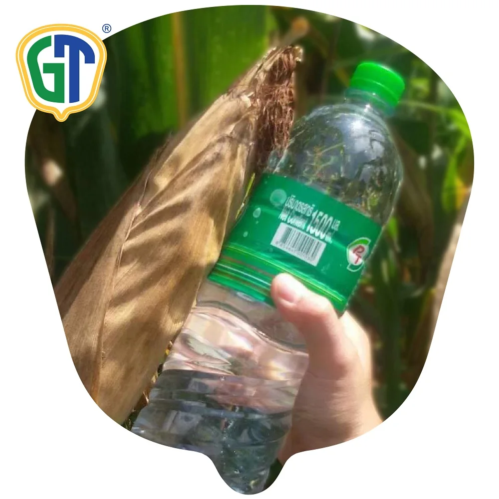 
Phytosanitary Certification Semi-Flint Sweet Hybrid Corn Seeds 709 From Thailand With Good Price 