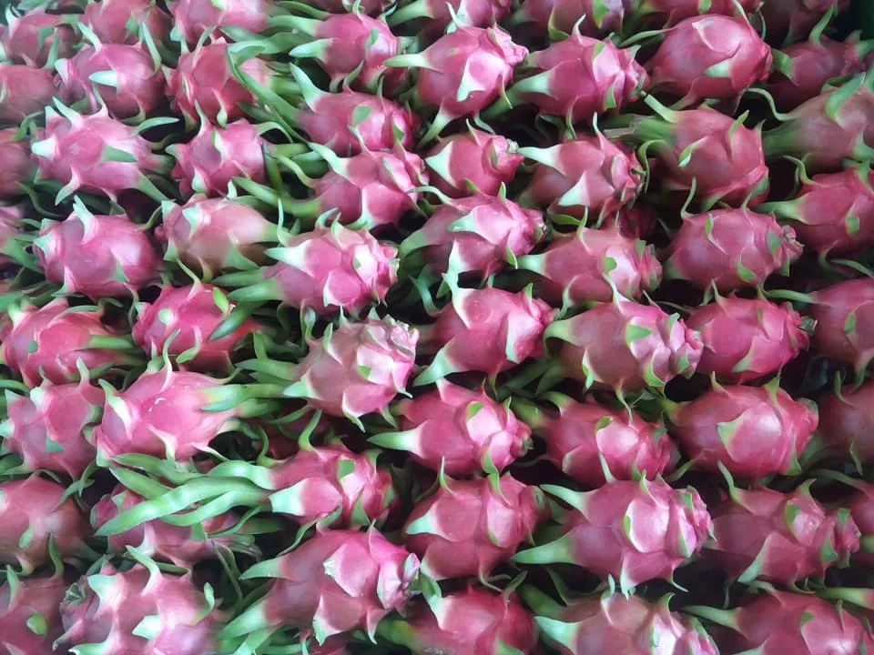 Свежие белые стрекозы из Вьетнама по лучшей цене на экспорт-VietGAP и GlobalGAP стандартов в сельскохозяйственном производстве