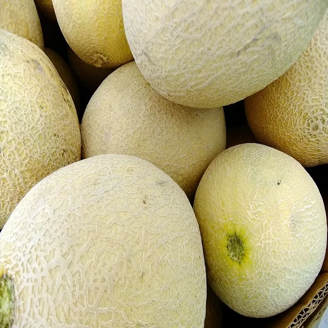 
Wholesale Japanese Sweet Fruit Big Melons For Export with attractive price 