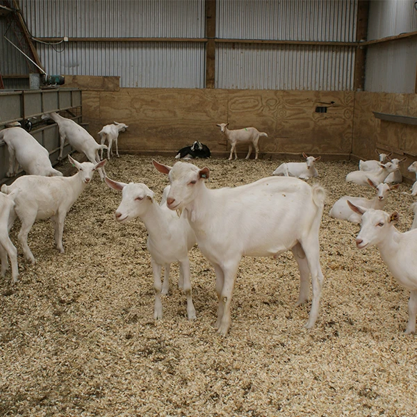 LIVE DAIRY MILKING SAANEN GOATS FOR SALE