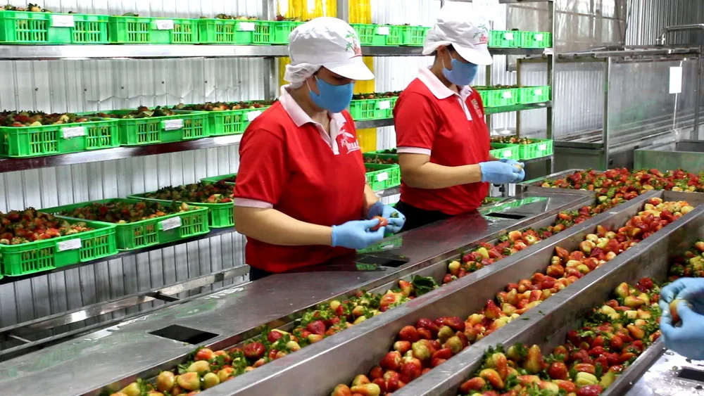 BIO Yogurt Prebiotic with Strawberry & Tropical Fruit Mix 250ml Bottle, Wholesale, Supports Bone Health with Added Calcium