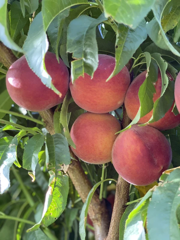 Carefully Selected Wholesale Price High Premium Quality Organic Juicy Sweet Fresh Peaches